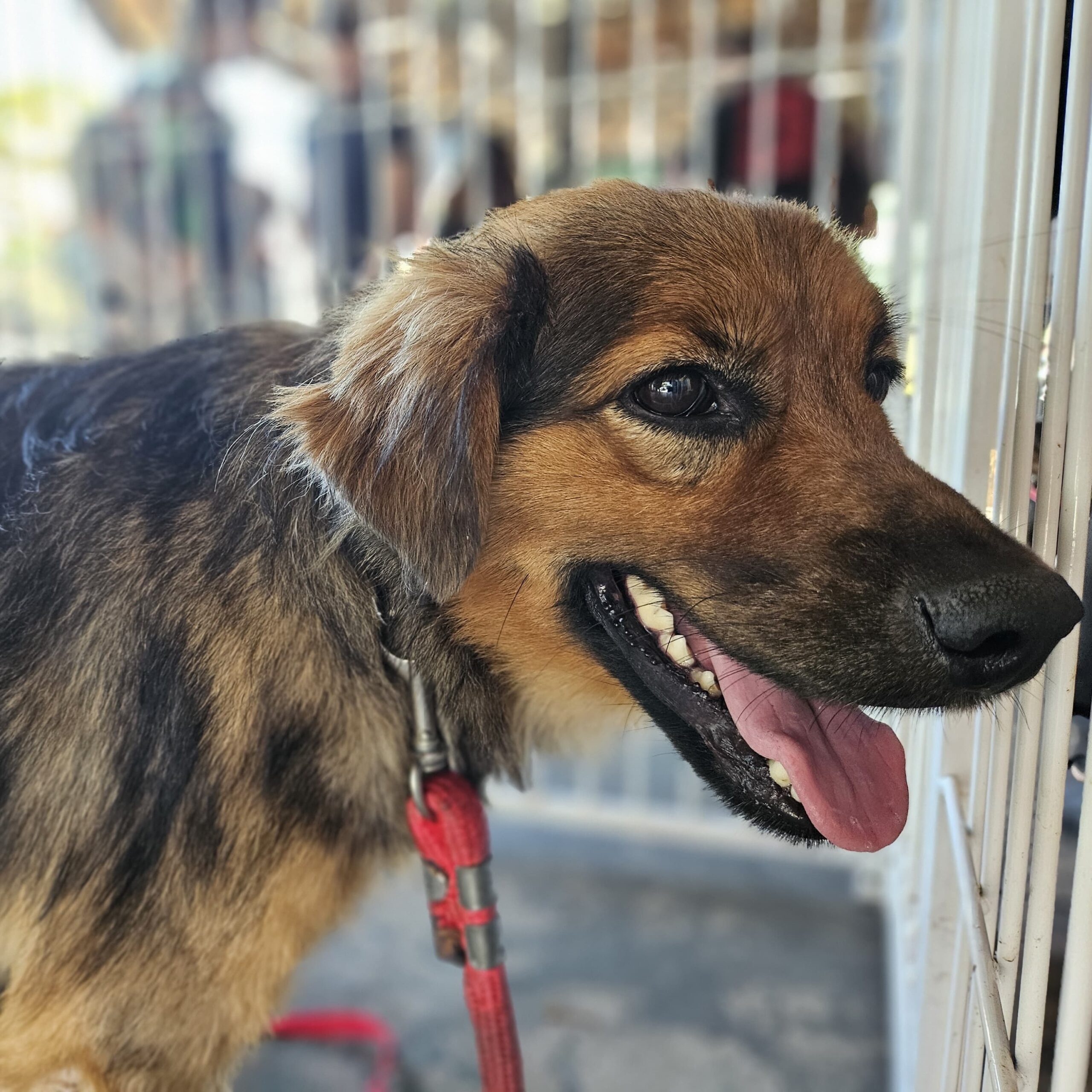 Prefeitura de Ribeirão Pires doa quase 600 pets em Feiras de Adoção